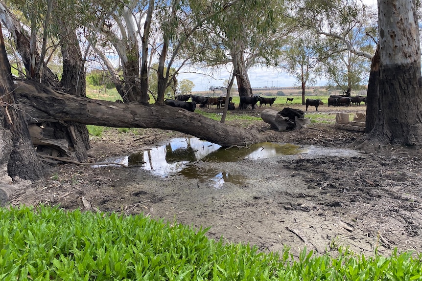 Cattle grazing in the distance on irrigated green pastures, in foreground soil around a tree is muddy, silty and water-logged. 