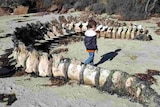 A large whale spine sits on the beach covered in seaweed and some sort of skin.