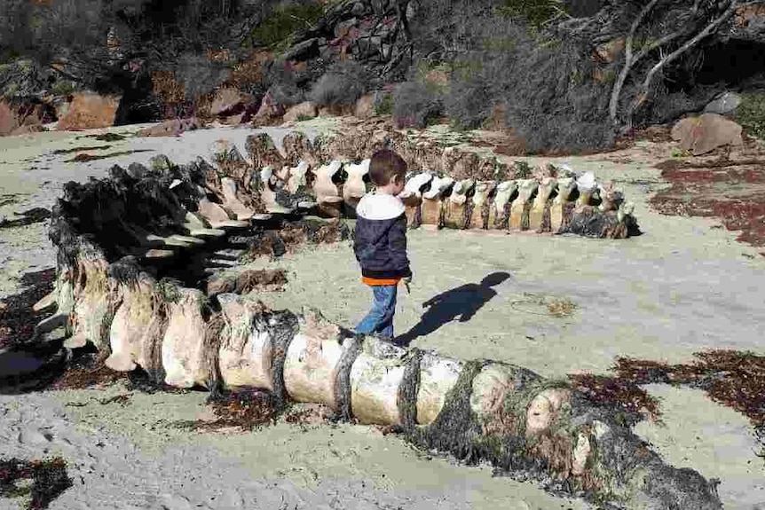 A large whale spine sits on the beach covered in seaweed and some sort of skin.