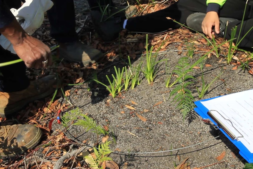 Native grasses in land survey area