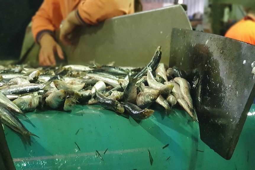 Sardines on a conveyor belt at a processing plant