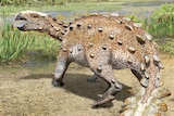 The newly identified Cretaceous Period armored dinosaur Stegouros elengassen