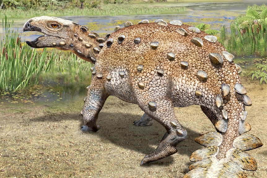 The newly identified Cretaceous Period armored dinosaur Stegouros elengassen