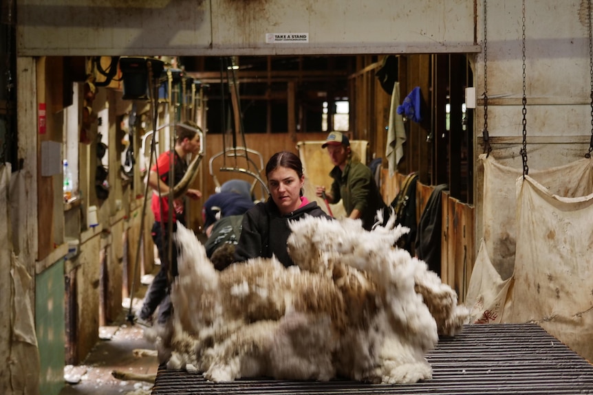 young woman looking at a sheeps fleece, on the wool classing table