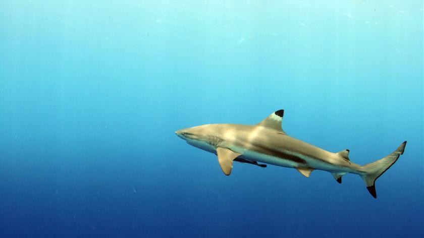 Threatened... Winton says there are more sharks in our minds than in the water