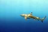 Threatened... Winton says there are more sharks in our minds than in the water