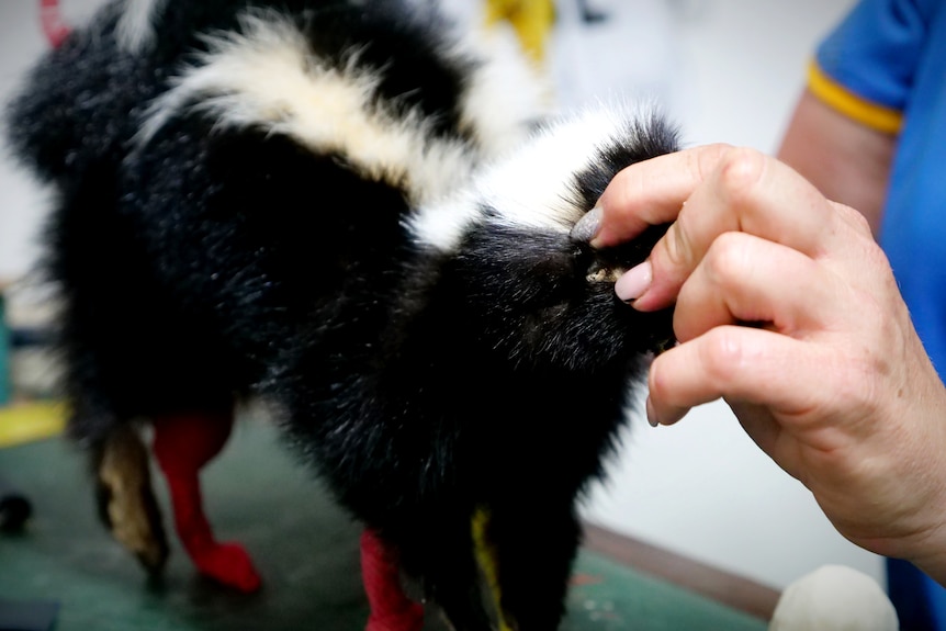 A woman's hands holding a skunk fur
