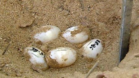 Crocodile eggs in a nest