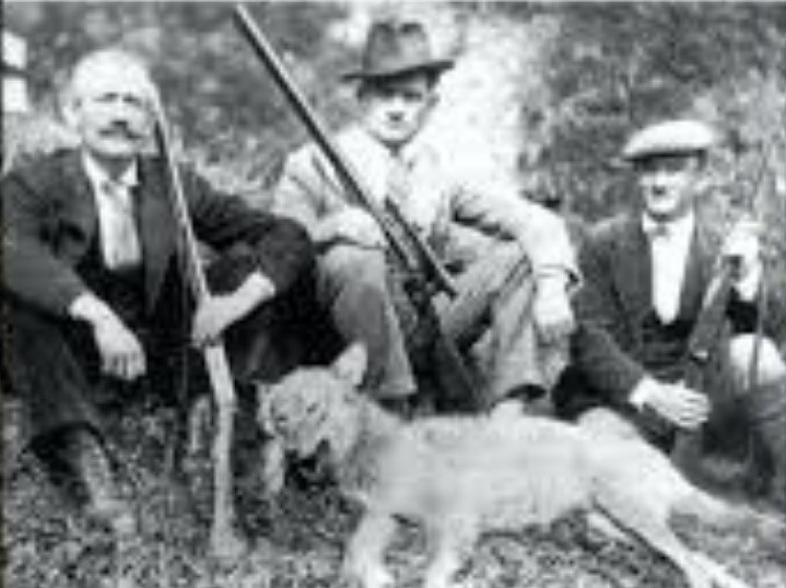 A black-and-white photograph shows three men sitting with rifles next to a wolf carcass.
