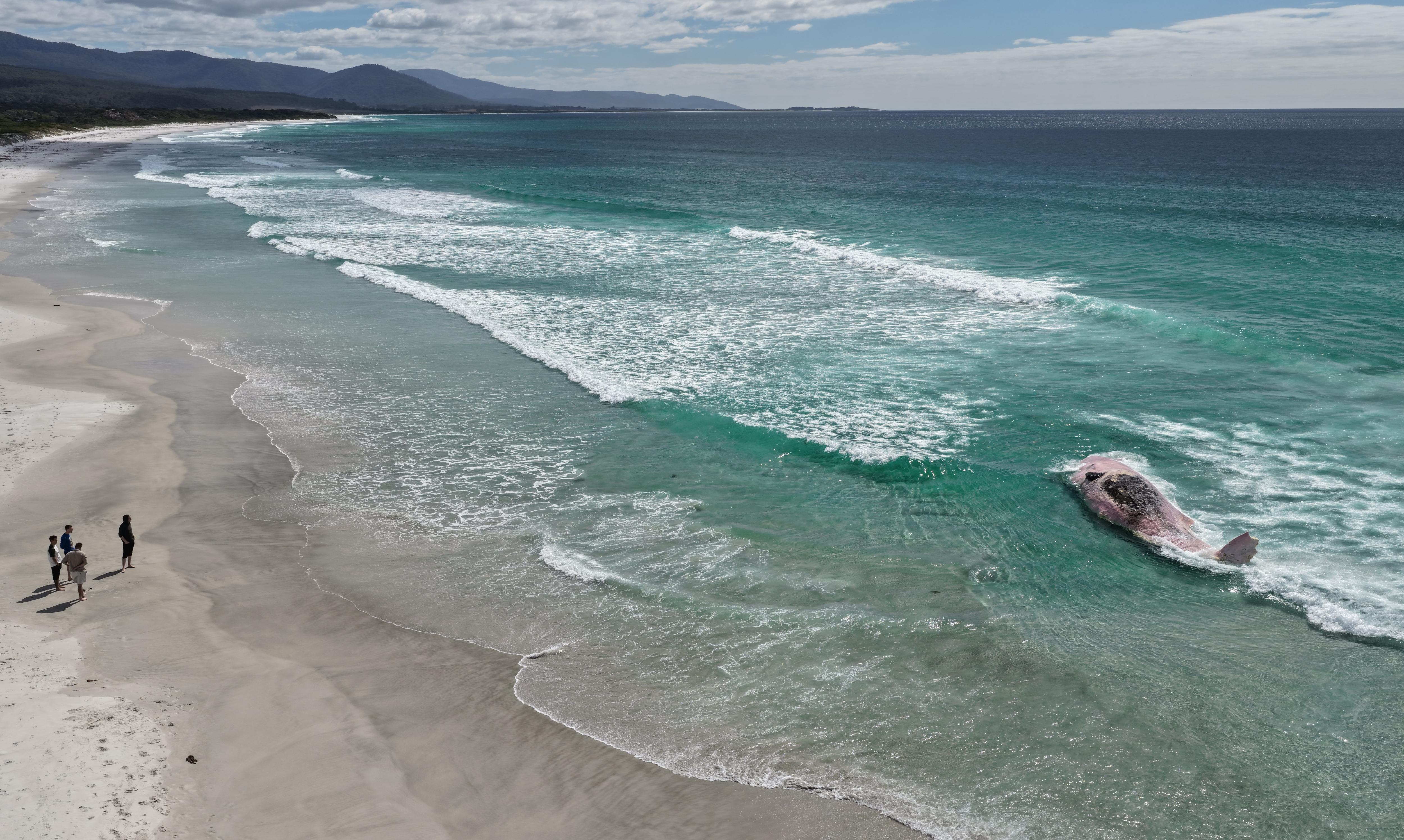 Uma foto ampla mostrando uma praia com uma carcaça de baleia lançada em águas rasas e quatro pessoas olhando para ela.