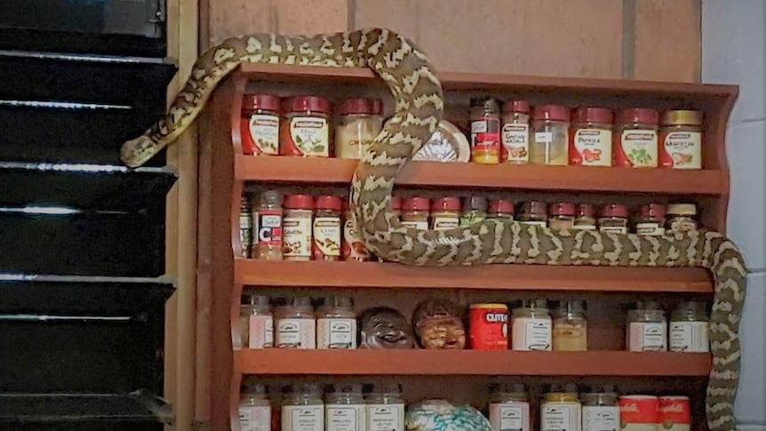 A large snake is slithering along a spice rack in a kitchen. Besser block wall.