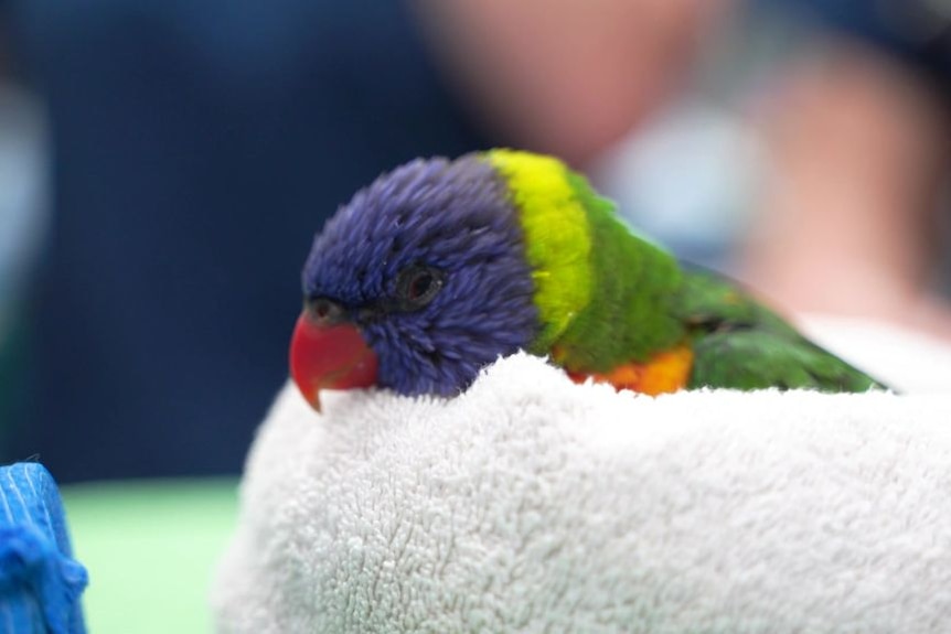 A rainbow lorikeet wrapped in a towel.