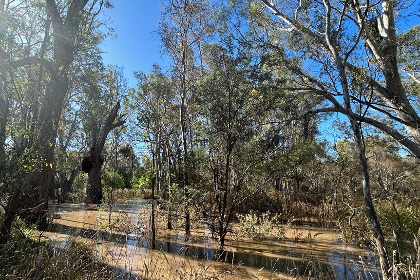 Floodwater among trees on a bush block