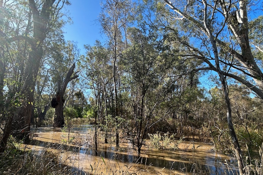 Floodwater among trees on a bush block