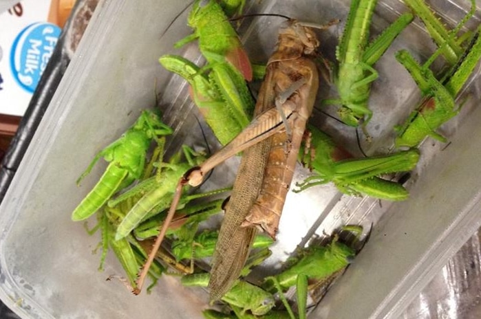 Grasshoppers in a box