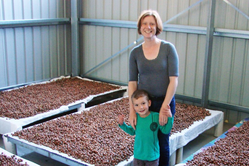 Carol Bracken and son Simon surrounded by six racks laden with hazelnuts inside their drying shed