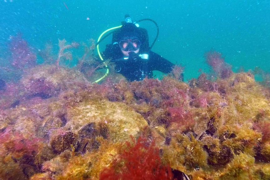 A diver swims above an artificial reef.