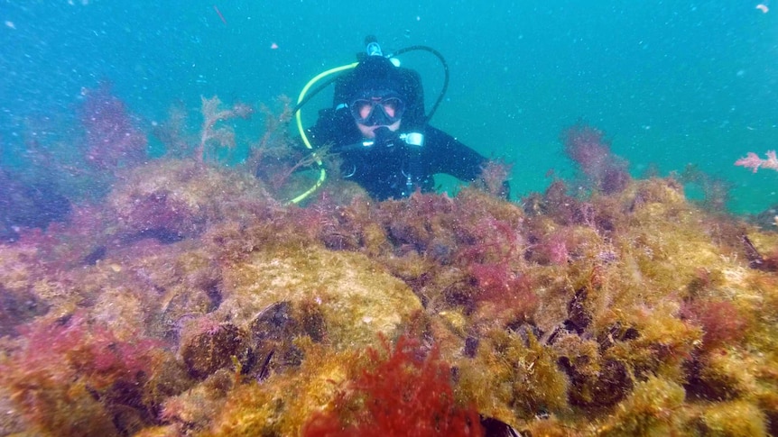 A diver swims above an artificial reef.