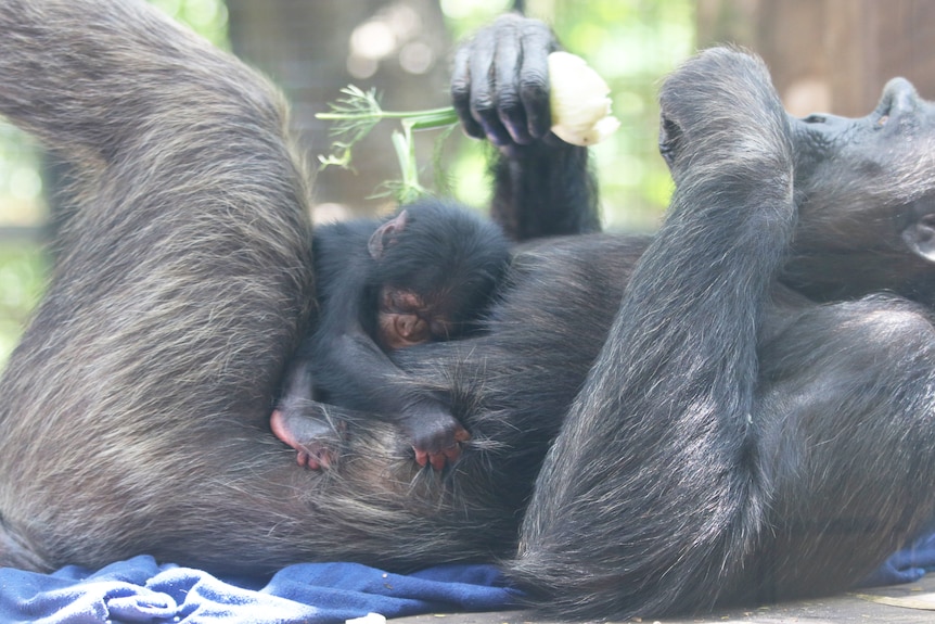 An adult chimpanzee lays on its back, on its stomach a baby chimpanzee clutches its fur in a hug.
