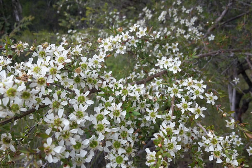 White petaled leptospermum flowers have what looks like a green cup in their hearts.