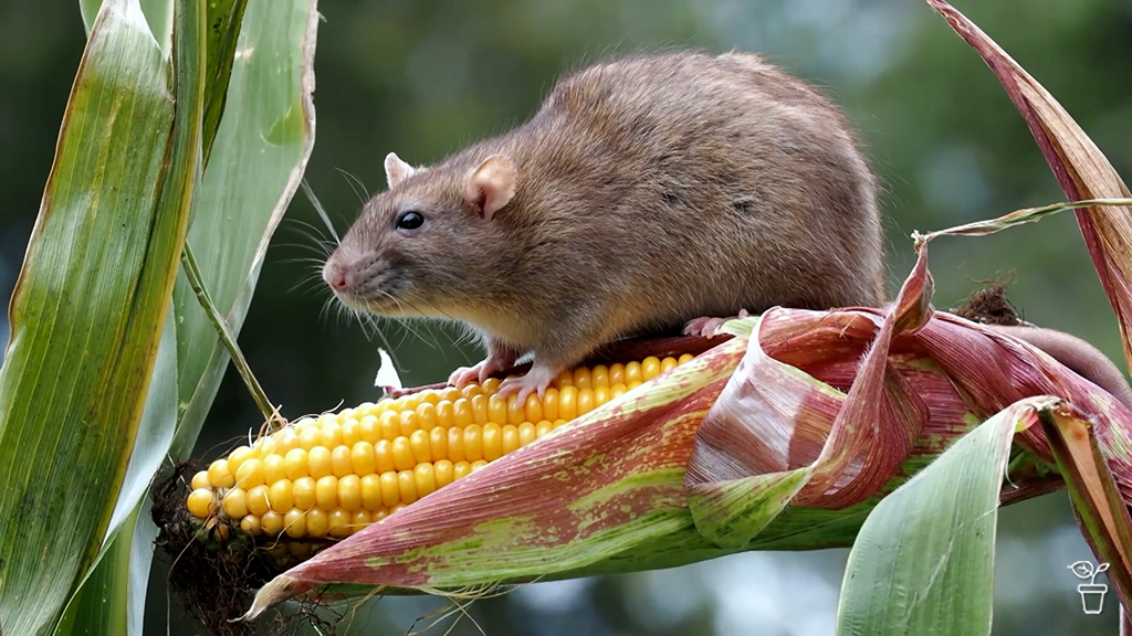 Rodent Proofing Rodent Proofing