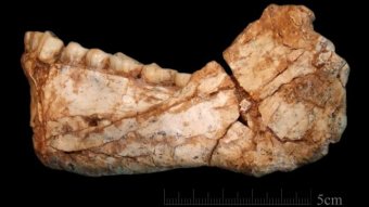 Fossil jaw bone from early Homo sapien