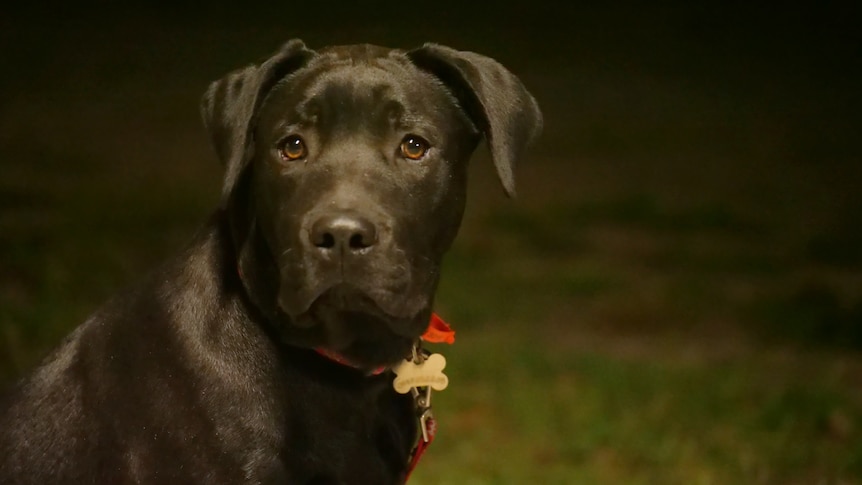Shadow, a black labrador, looks straight at the camera, darkness behind. 