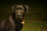 Shadow, a black labrador, looks straight at the camera, darkness behind. 