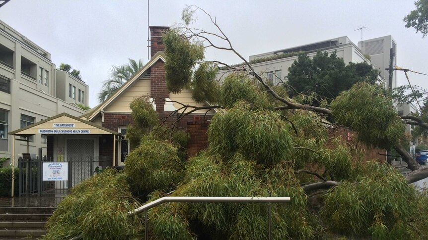 A gum tree lies across a path with a building behind it.