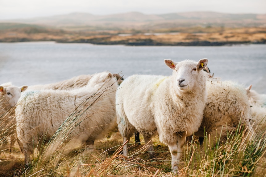 A flock of sheep gathering by the water