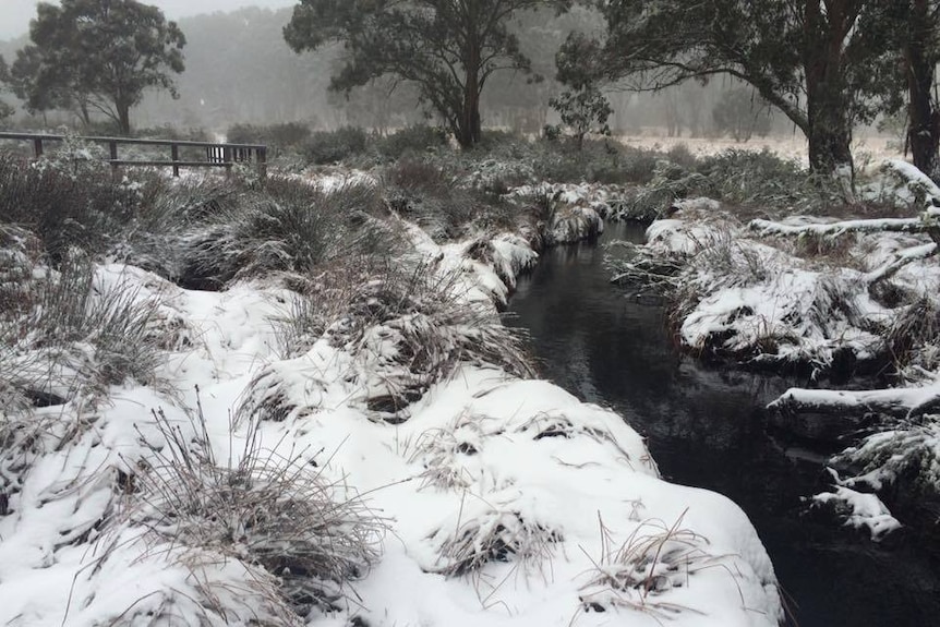 A creek running through low scrub covered in snow.