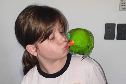 A young girl kisses a pet parrot that is standing on her shoulder.