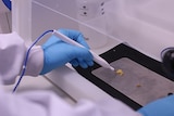 A gloved hand uses an electrical device in a lab
