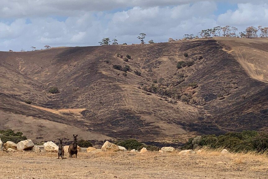 Two kangaroos in front of a burnt hill