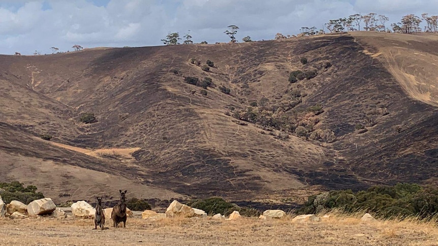 Two kangaroos in front of a burnt hill