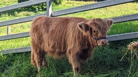 Brown, long-haired cow