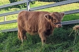 Brown, long-haired cow