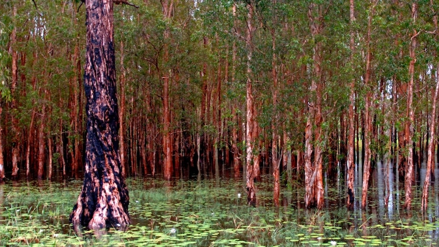 Paperback trees in flooded water in Kakadu National Park