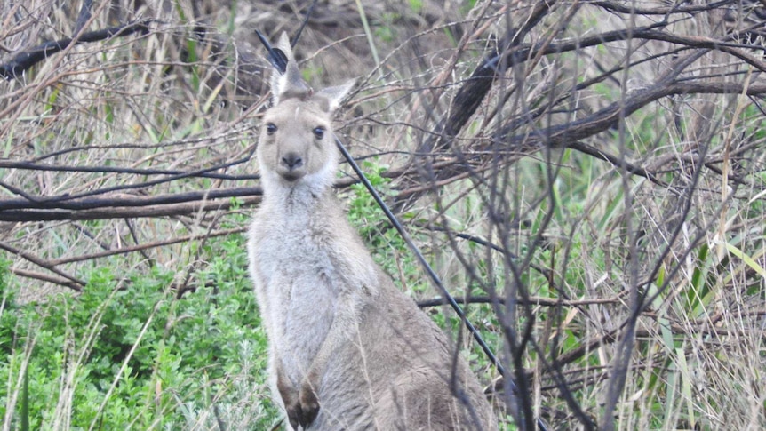 Kangaroo with an arrow in its head