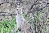 Kangaroo with an arrow in its head