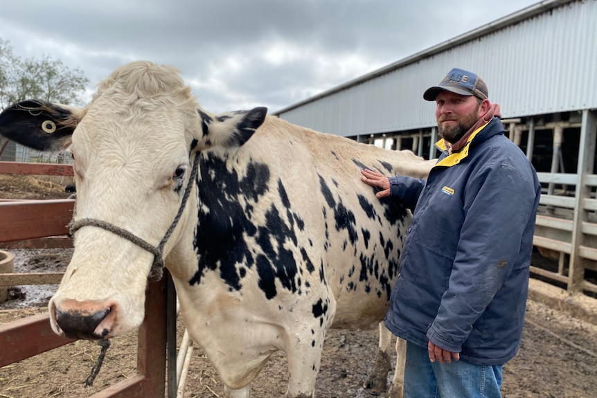 A man in work clothes with a bull