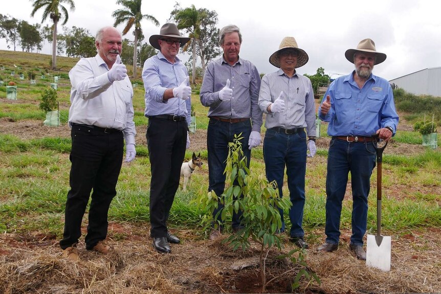 Five men stand behind a lychee tree and smile to the camera with the their thumbs up.