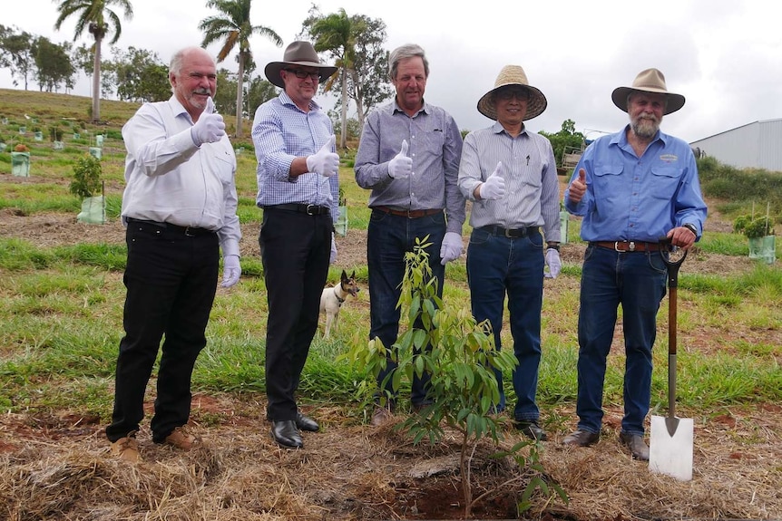 Five men stand behind a lychee tree and smile to the camera with the their thumbs up.