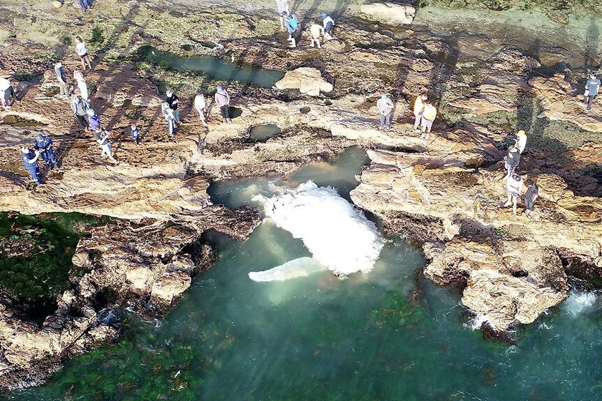Aerial image of rotting whale carcass remnants floating in water near rocks where a crowd has gathered to look.