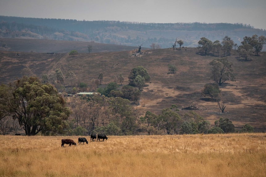 Black cattle graze in a yellow paddock, while the hill behind is black and burnt out.