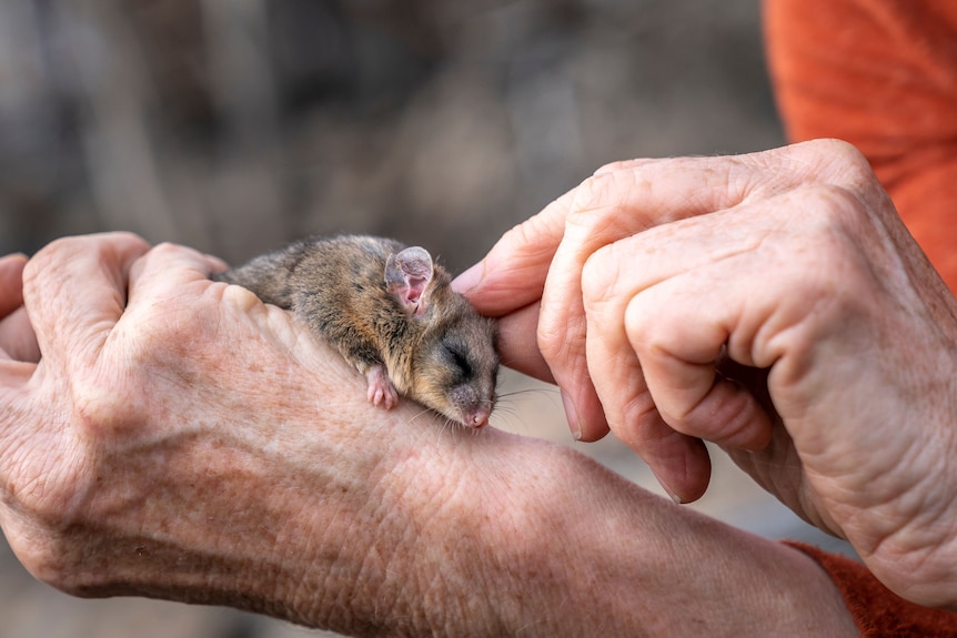 Mountain pygmy possum held in human hands.