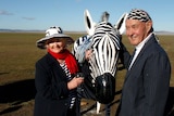 Canberra sculptor Alan Aston, right, and his wife Julie pose with one of the herd of four zebras
