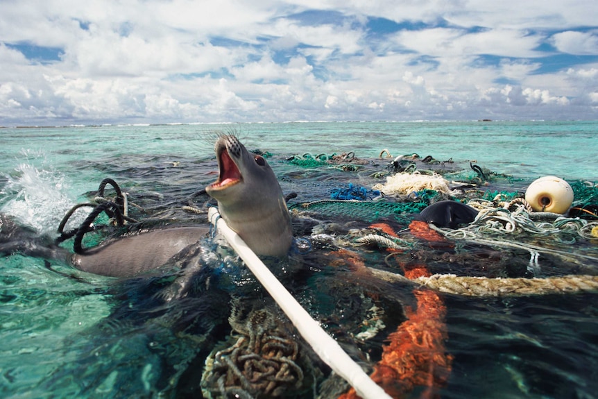 Hawaiian monk seal caught in fishing tackle off Kure Atoll, Pacific Ocean.