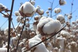 Cotton ball close up on its dried stem ready for harvest under a blue sky