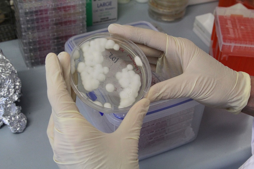 Mould in university lab